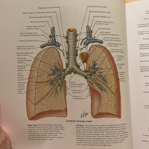 Frank H. Netter, MD Other Medical Textbook Atlas Of Human Anatomy
